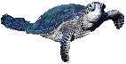 Click on the turtle to go to the C I Department of Environment's site on turtles